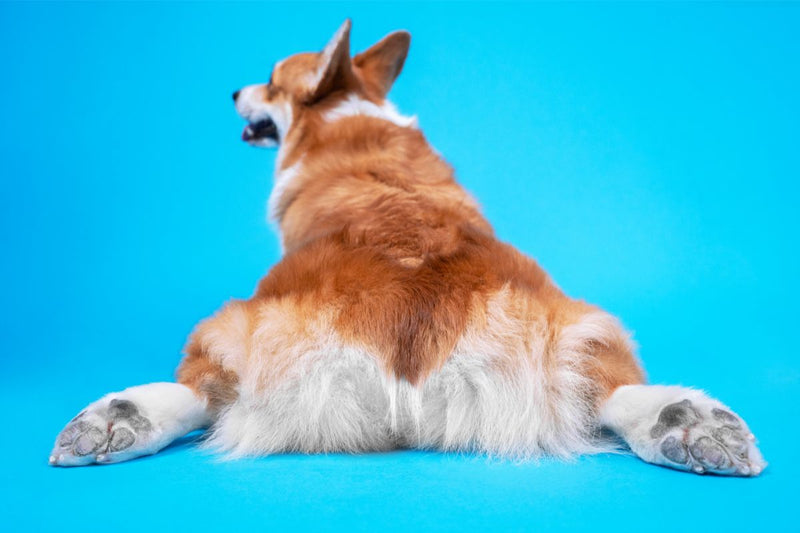 Wunder Po bei Hunden: Diese Hausmittel helfen