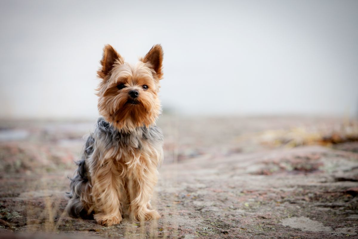 Yorkshire Terrier: Loyalität in Miniaturform