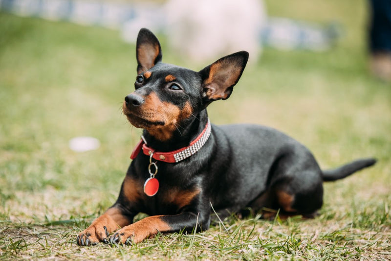 Zwergpinscher: Der Kleine Hund mit Großem Charakter