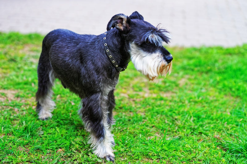 Zwergschnauzer: Größe, Wesen und Pflege