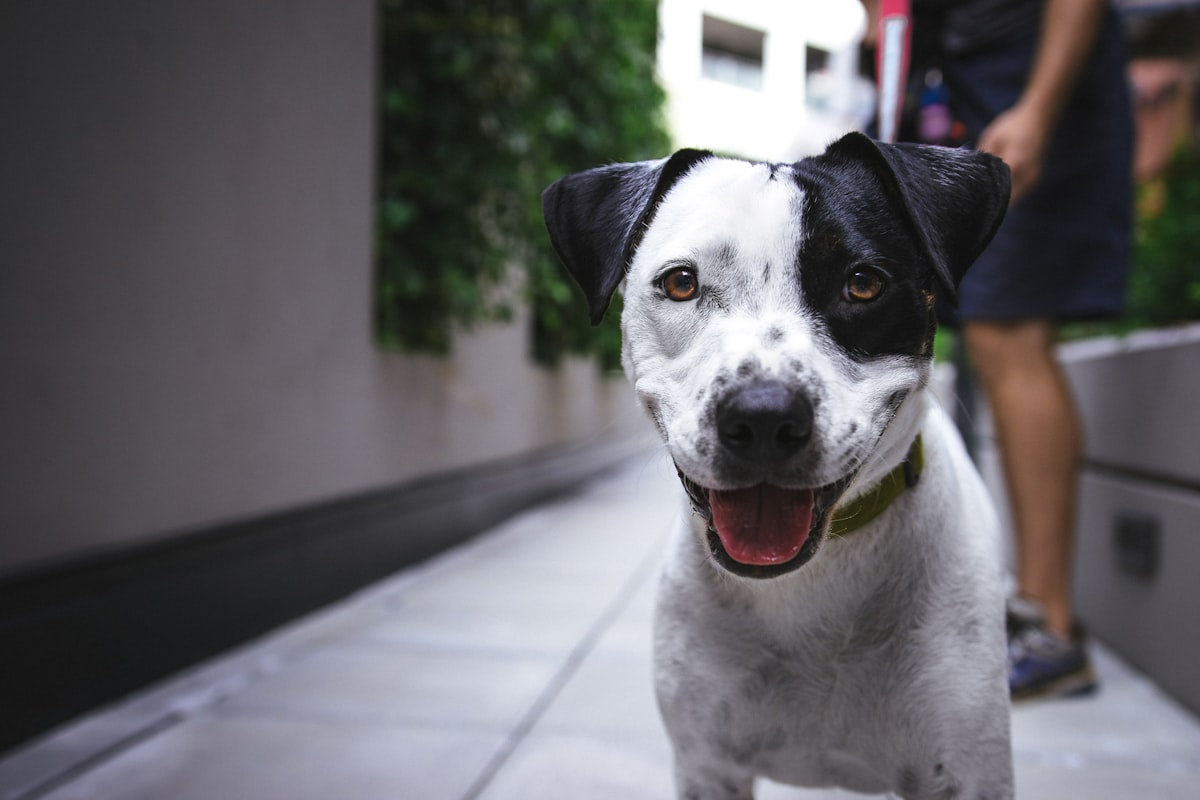 Hund in der Natur – Lucky Pets Relax