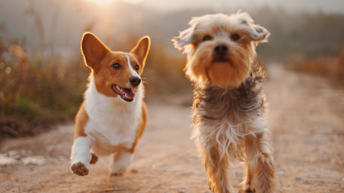 Lucky Pets Relax Hunde gluecklich entspannt