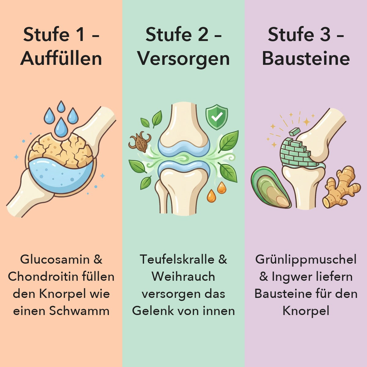 Stufe 1 Auffüllen: Glucosamin und Chondroitin füllen den Knorpel wie einen Schwamm. Stufe 2 Versorgen: Teufelskralle und Weihrauch versorgen das Gelenk von innen. Stufe 3 Bausteine: Grünlippmuschel und Ingwer liefern Bausteine für den Knorpel.