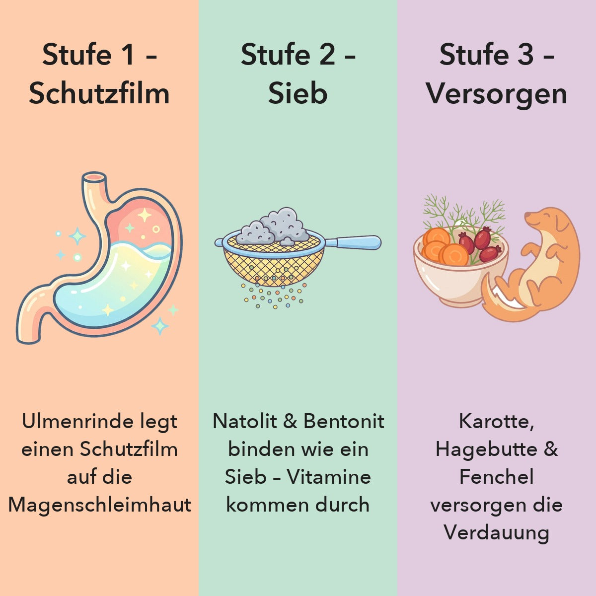 Stufe 1 Schützen: Ulmenrinde legt einen Schutzfilm auf die Magenschleimhaut. Stufe 2 Sieben: Natolit-Phonolit und Bentonit binden wie ein feines Sieb. Stufe 3 Versorgen: Karotte, Hagebutte und Fenchel versorgen die Verdauung.