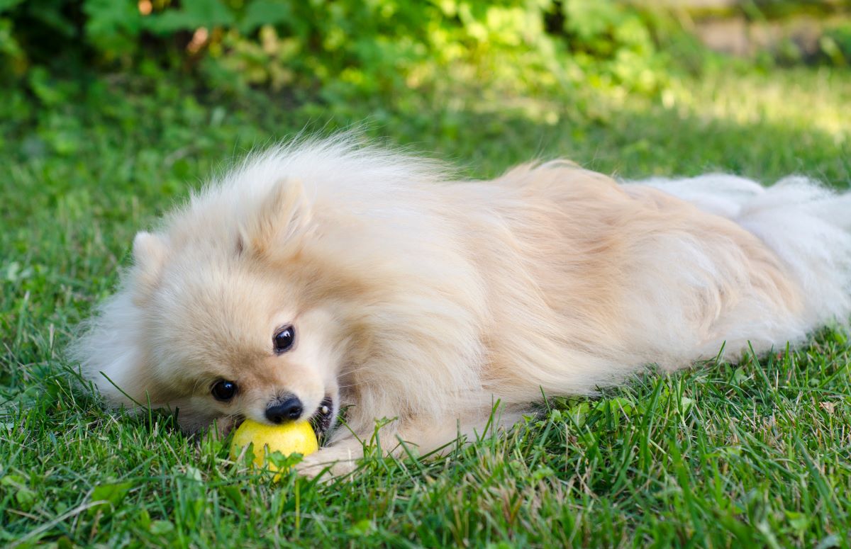 Ein kleiner Hund knabbert an einer Birne. Er liegt im Gras.