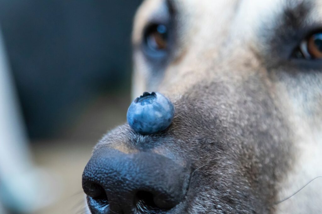 Eine Blaubeere liegt auf der Nase eines Hundes.
