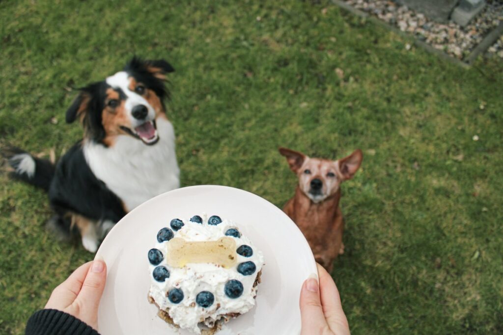 Zwei Hunde sitzen auf dem Rasen und schauen nach oben. Dort hält eine Person einen Teller mit einem runden Kuchen auf dem Heidelbeeren stecken. 