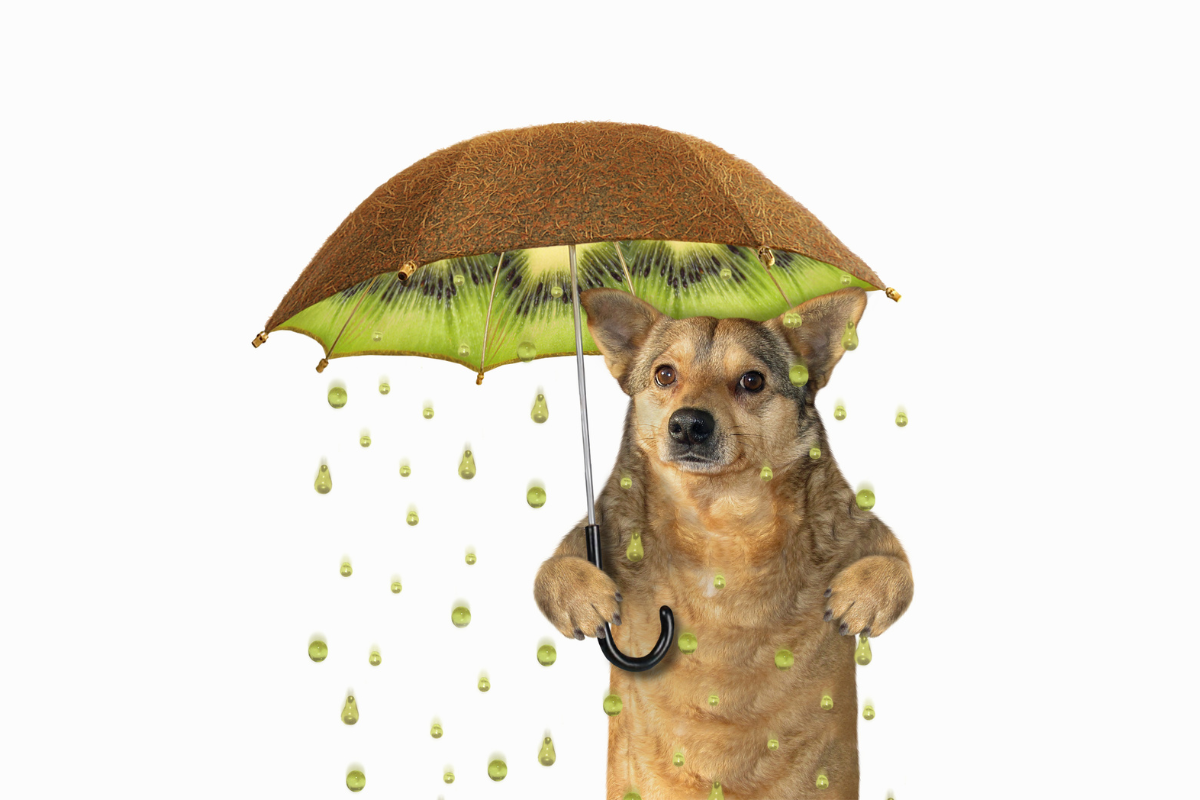 Hund steht mit Kiwi-Regenschirm, Saft tropft statt Regen.