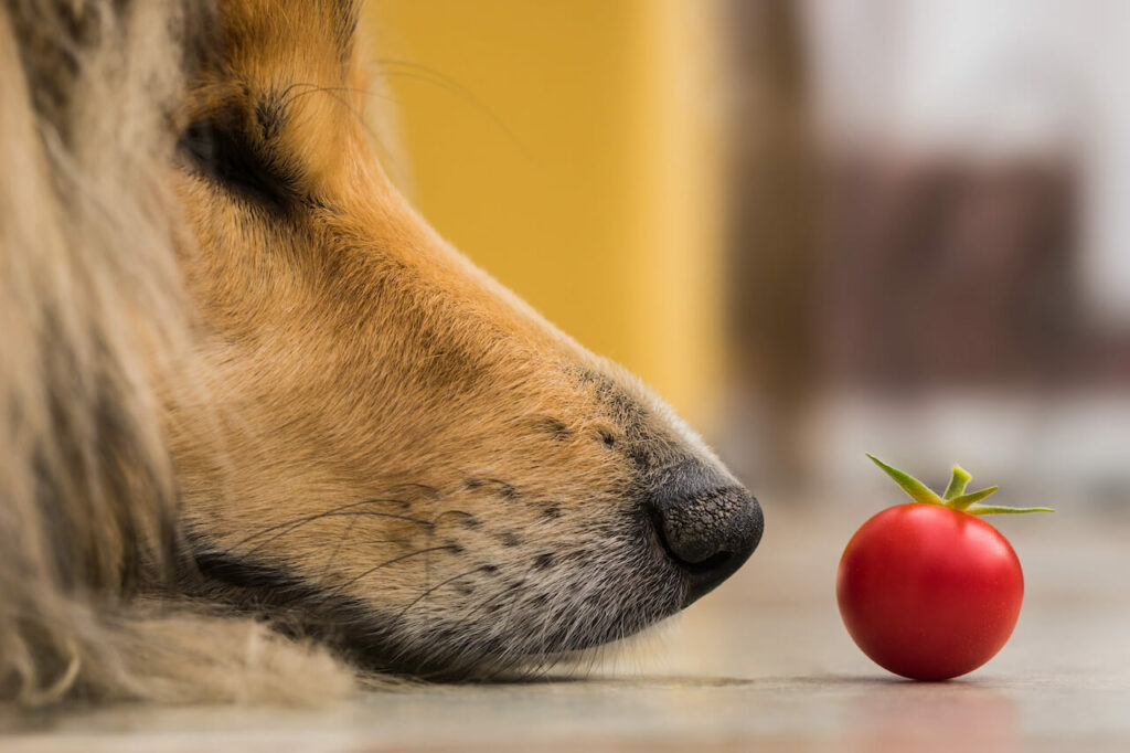 Eine Hundeschauze liegt vor einer kleinen Tomate.