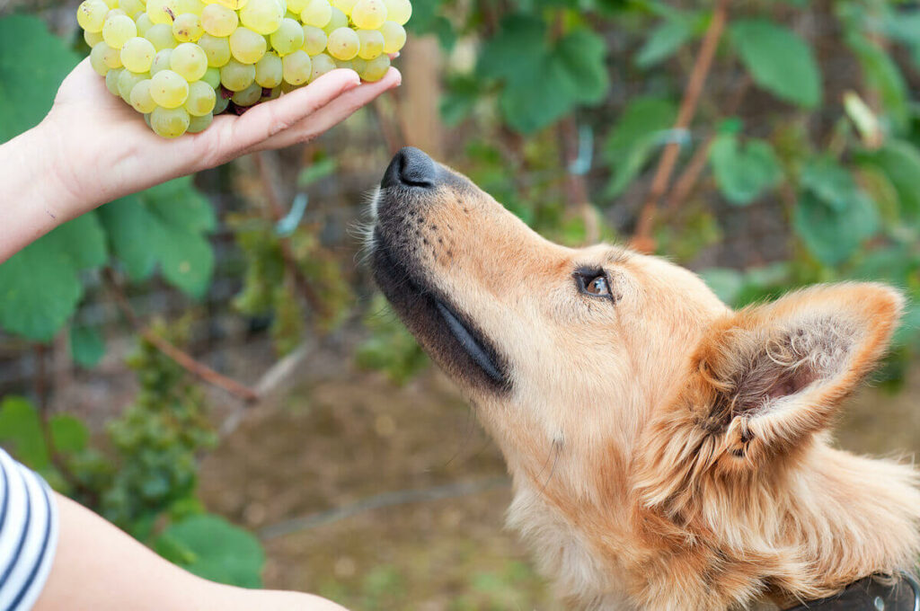 Ein Hund hält seine Schnauze an einen Bündel Weintrauben