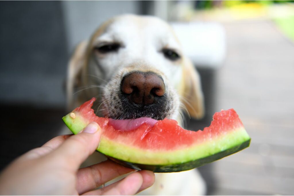 Labrador beißt von einer Wassermelone ab