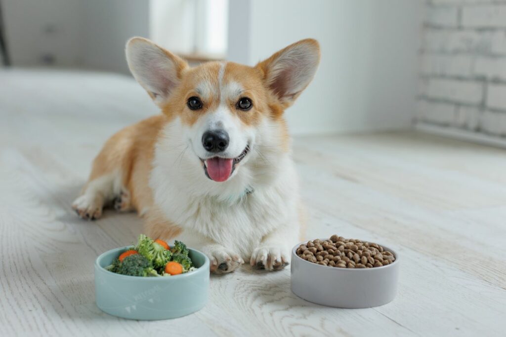 was dürfen Hunde eigentlich essen?