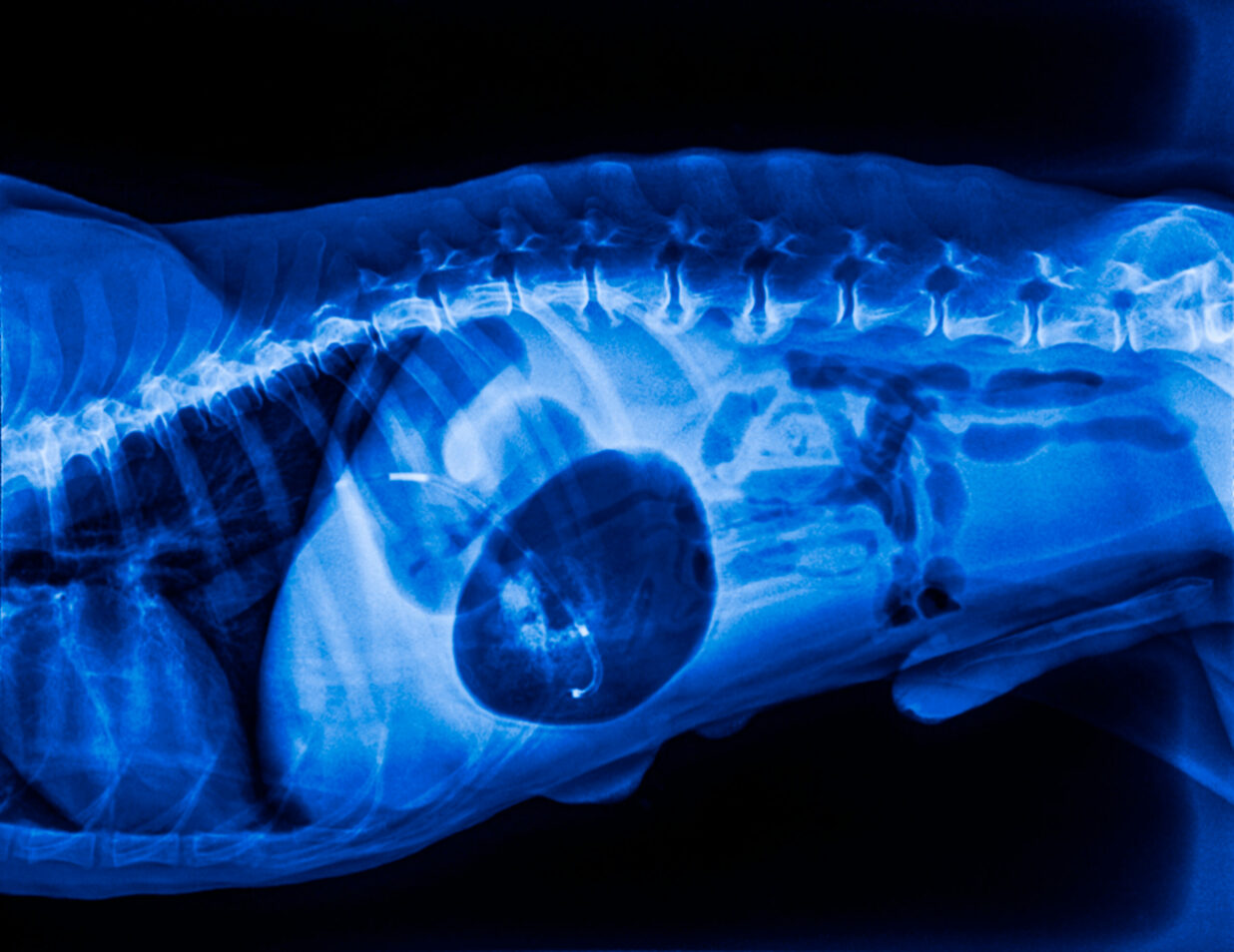 Ein Röntgenbild von dem Körper eines Hundes.