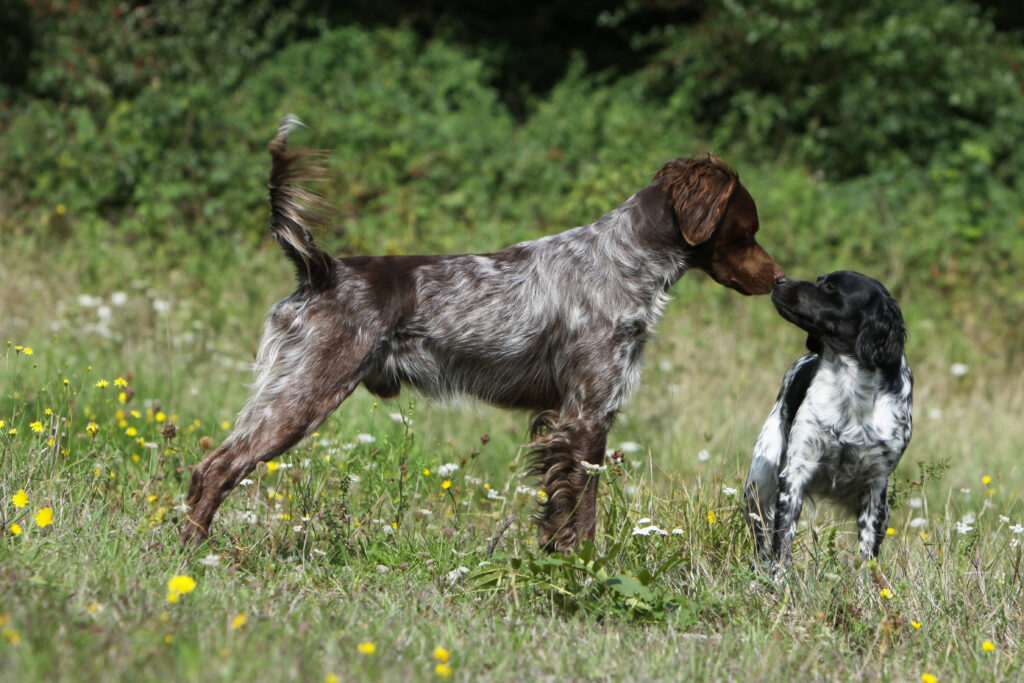 Zwei Hunde stehen auf einer Wiese. Der linke Hund ist etwas größer und steht dominant vor dem anderen Hund. Die Hunde berühren sich mit der Schnauze.