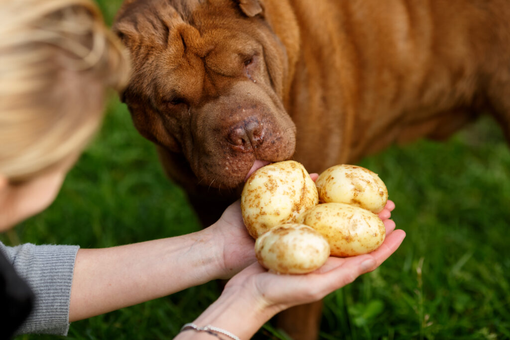Frau hält einem Hund geerntete Kartoffeln vor die Nase