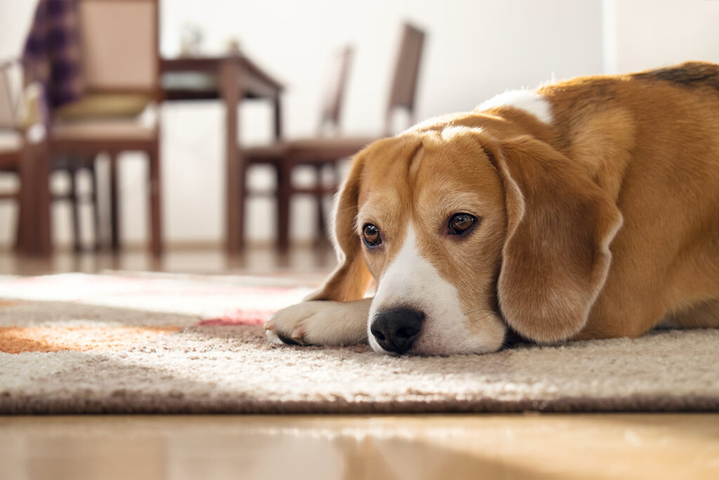 Ein Hund liegt auf einem Teppich. Sein Kopf liegt über seiner Pfote und er sieht traurig ist. 