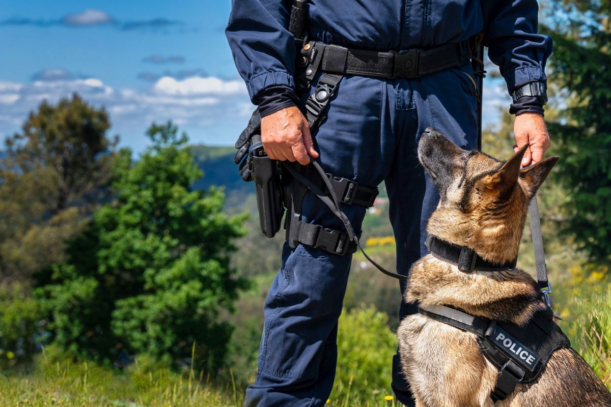 Adoption von Polizeihunden