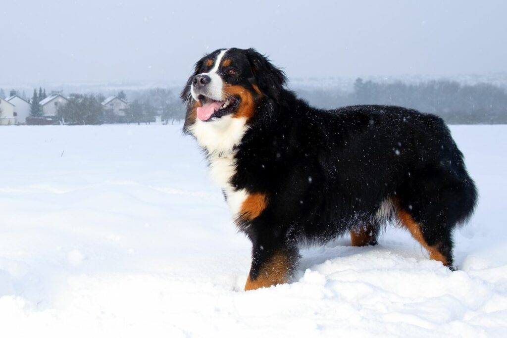 Ein Berner Sennenhund steht im Schnee