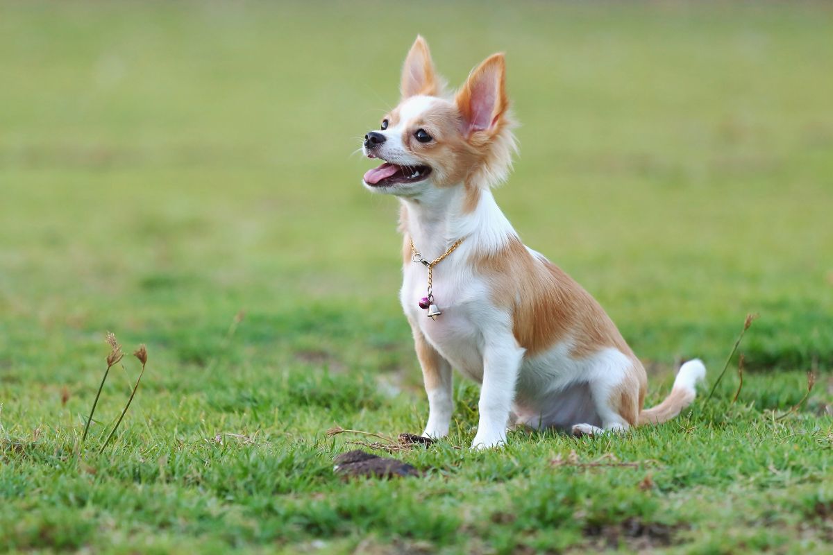 Ein Chihuahua sitzt auf einer Wiese und guckt nach oben.
