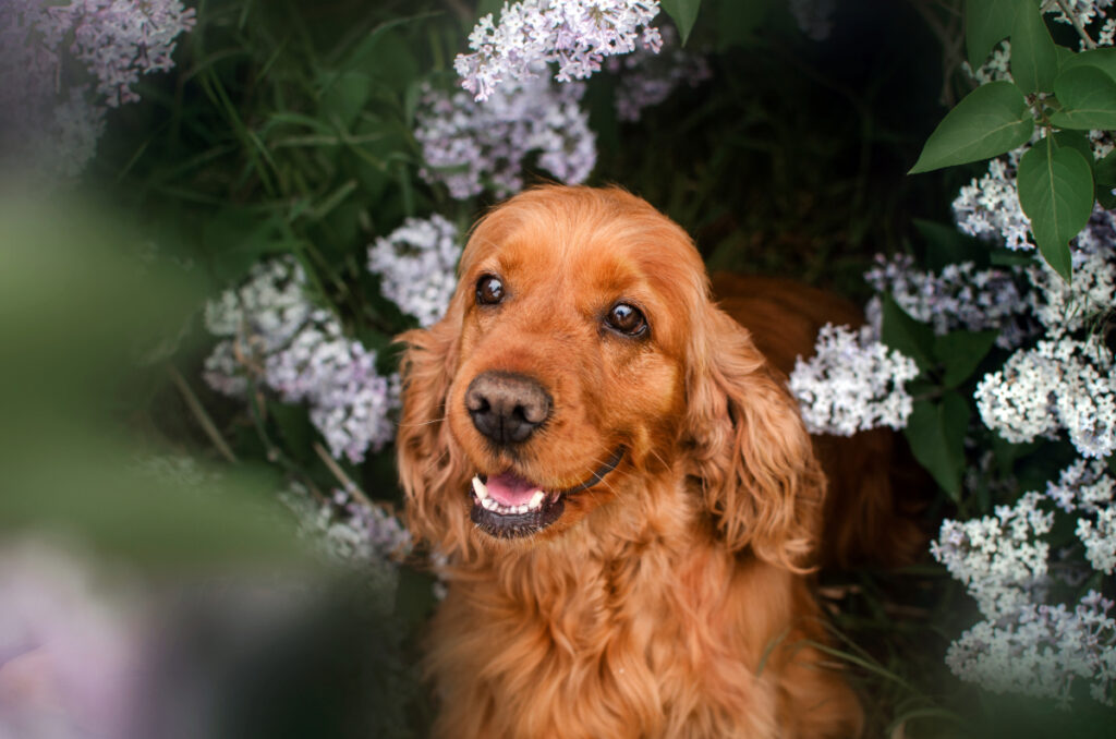 Cocker Spaniel Hund vor einem Hintergrund aus Blumen