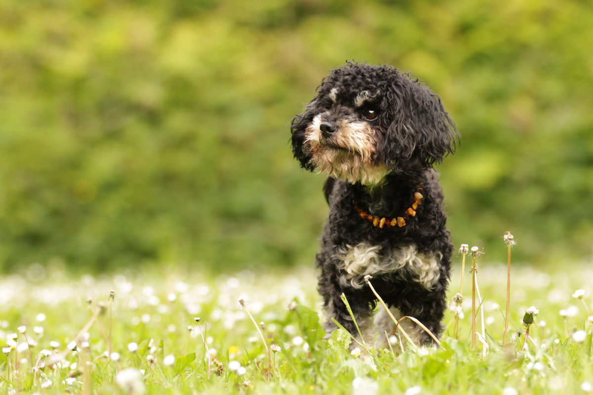Schwarz- und cremefarbener Bolonka Zwetna Hund auf einem Feld.