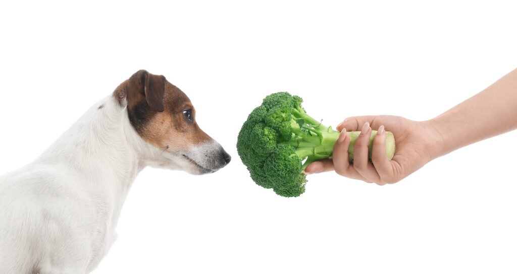 Besitzer füttert Hund mit Brokkoli auf weißem Hintergrund