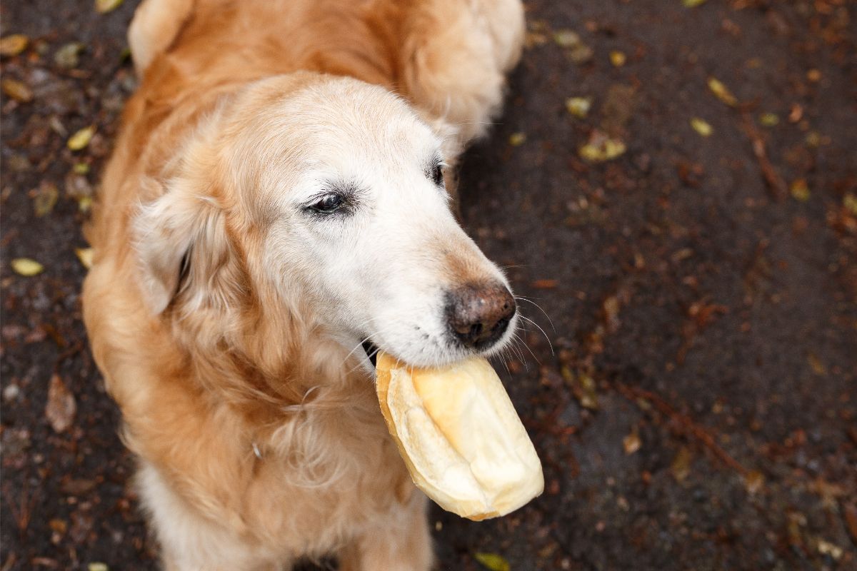 Dürfen Hunde Brot essen?