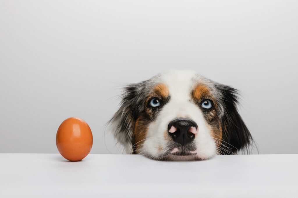 Hund, der seinen Kopf neben einem Ei ablegt