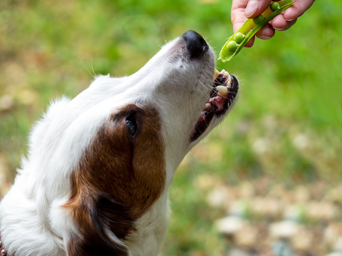 Hund frisst grüne Erbsen