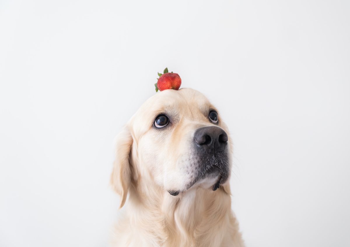 Erdbeere liegt auf dem Kopf eines Hundes