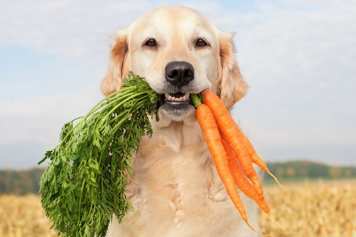 Dürfen Hunde Karotten essen?
