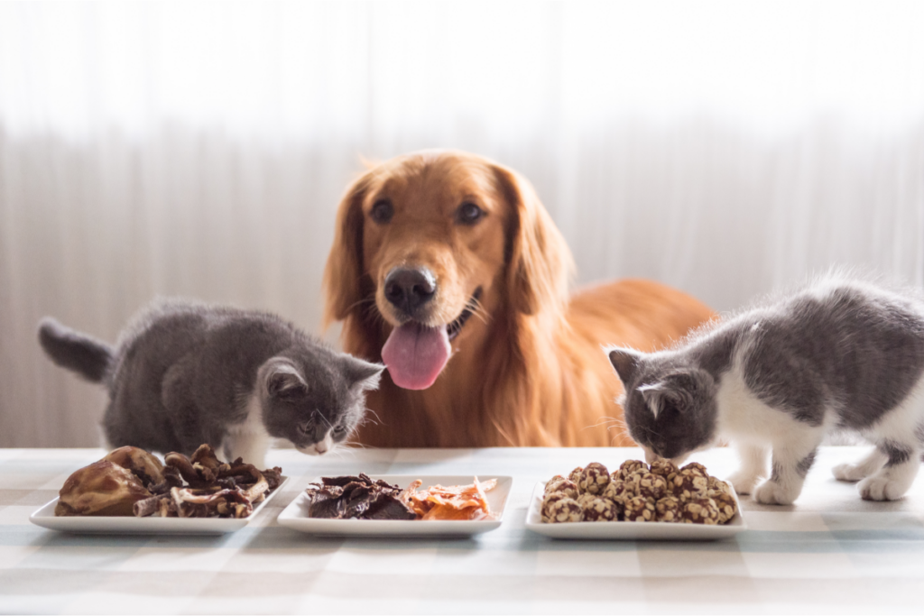 Hund beobachtet zwei Katzen beim Fressen auf einem Tisch