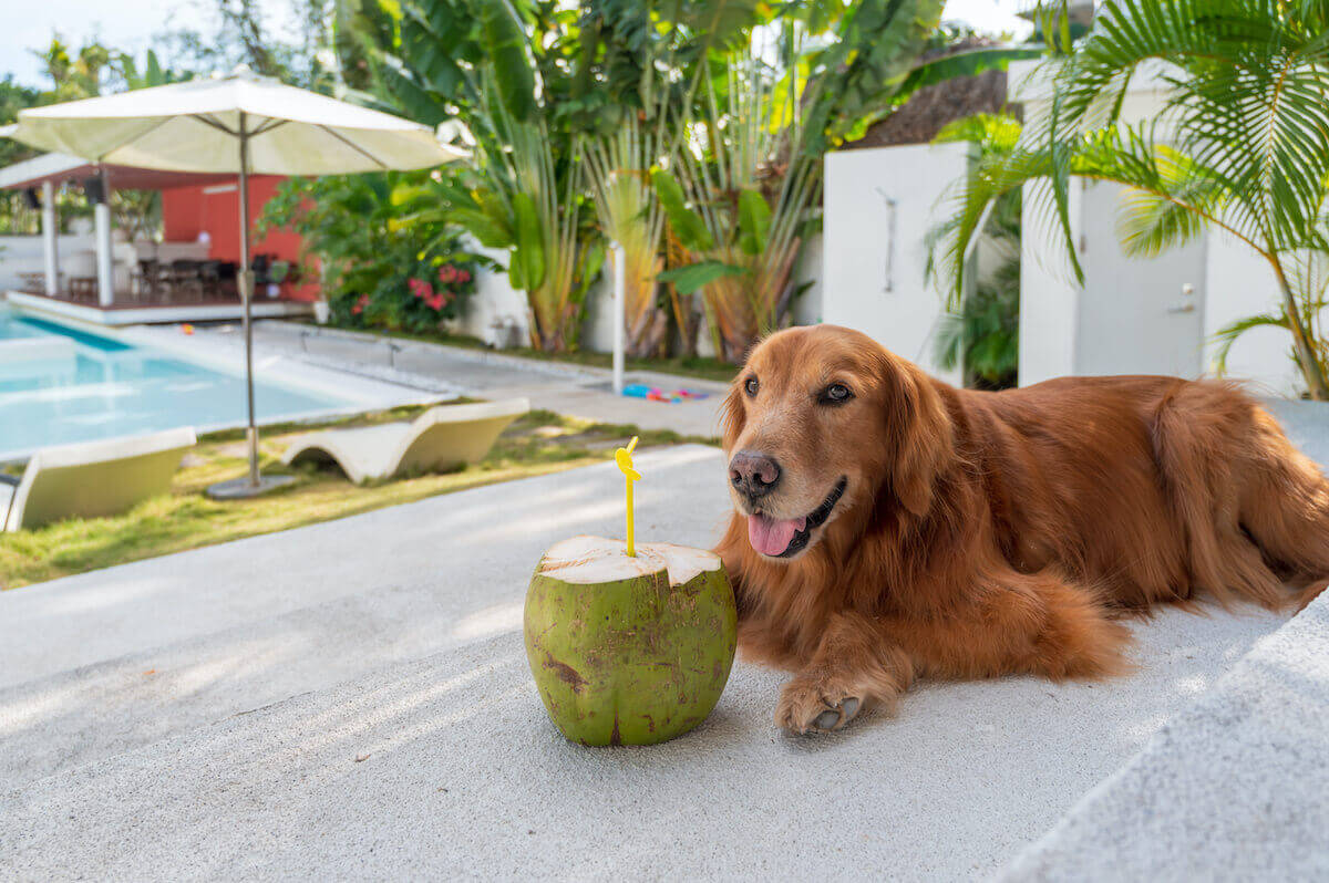 Dürfen Hunde Kokosnuss essen?
