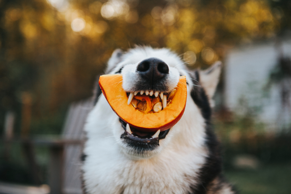 Husky-Hund hält ein großes Stück Kürbis im Maul