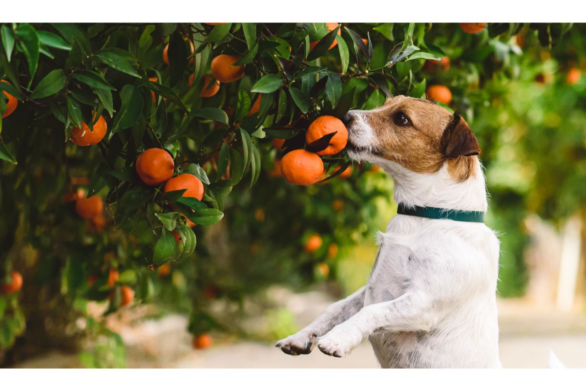 Ein Jack Rüssel Terrier schnuppert an einem Mandarinenbaum
