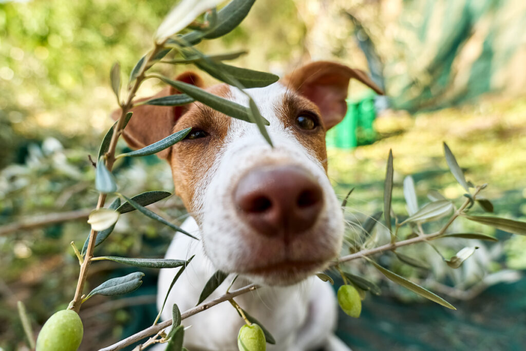 Nahaufnahme eines Jack-Russell-Terriers bei der Olivenernte in einem mediterranen Obstgarten. Unscharfer Vordergrund.