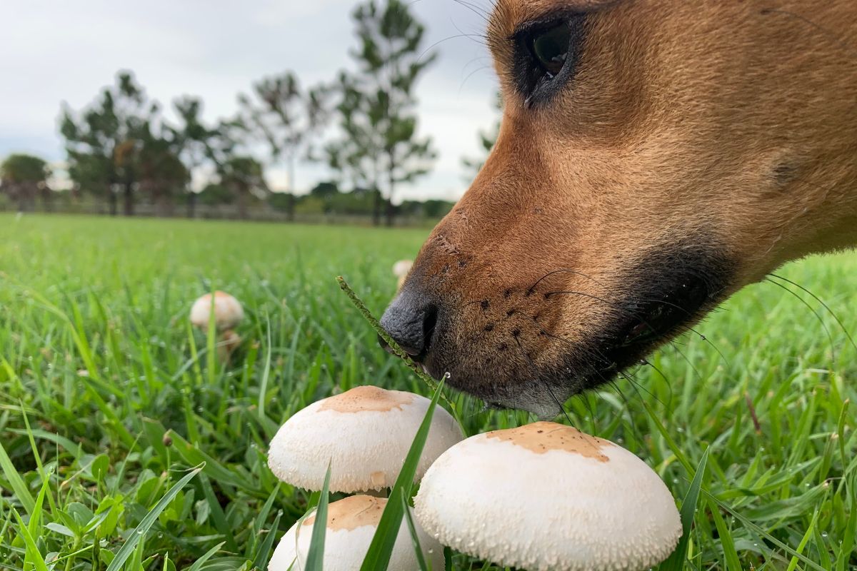Dürfen Hunde Pilze essen?