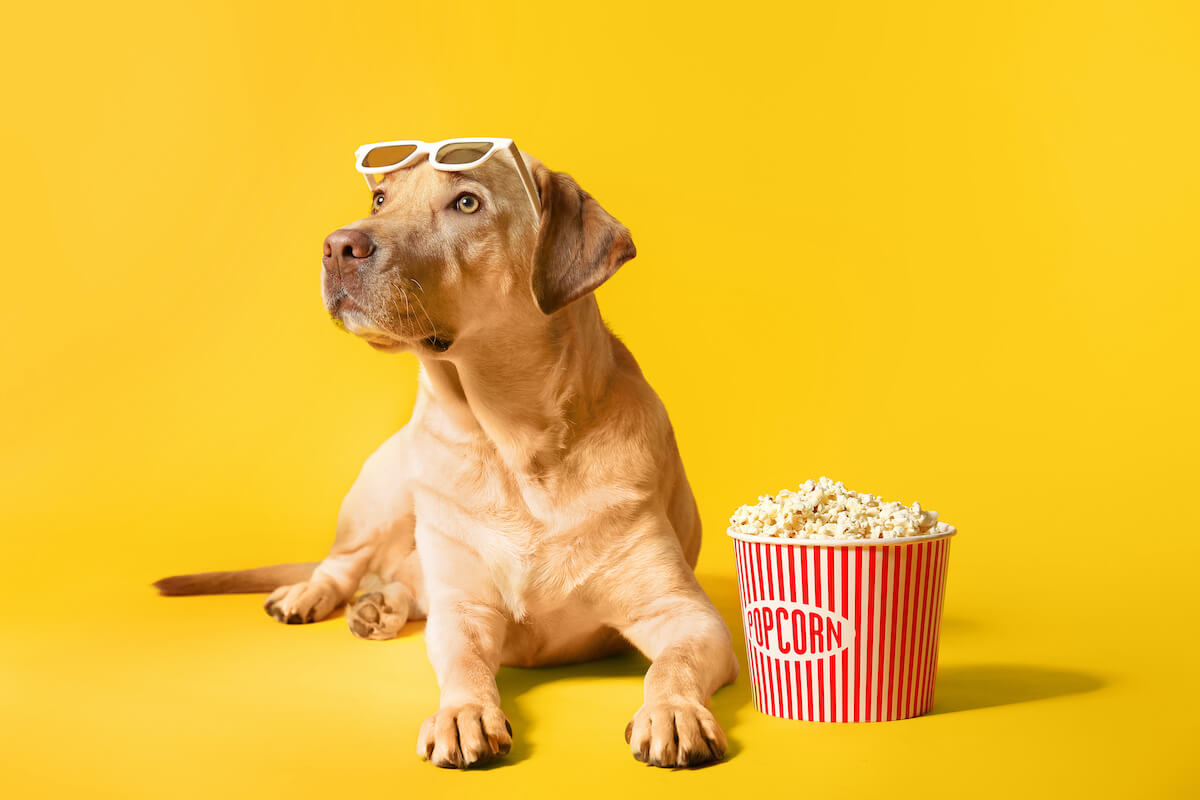 Dürfen Hunde Popcorn essen?
