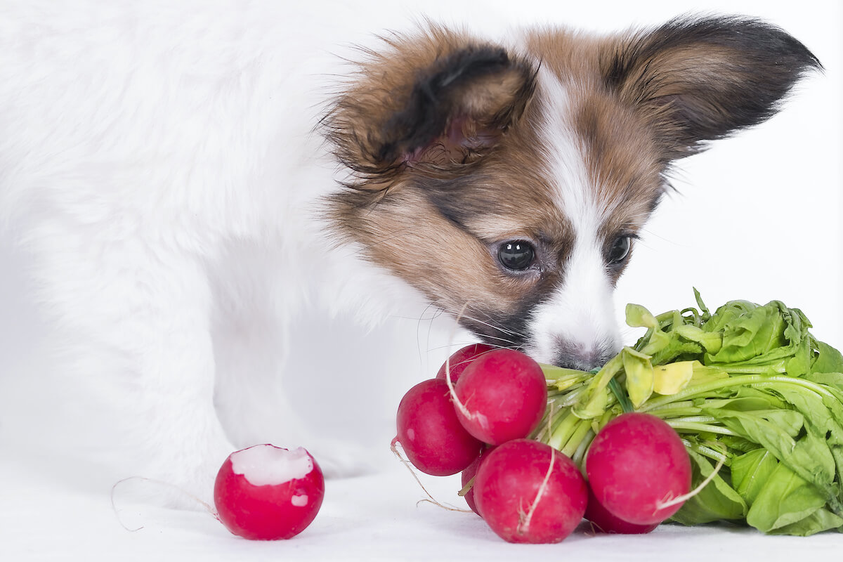 Dürfen Hunde Radieschen essen?