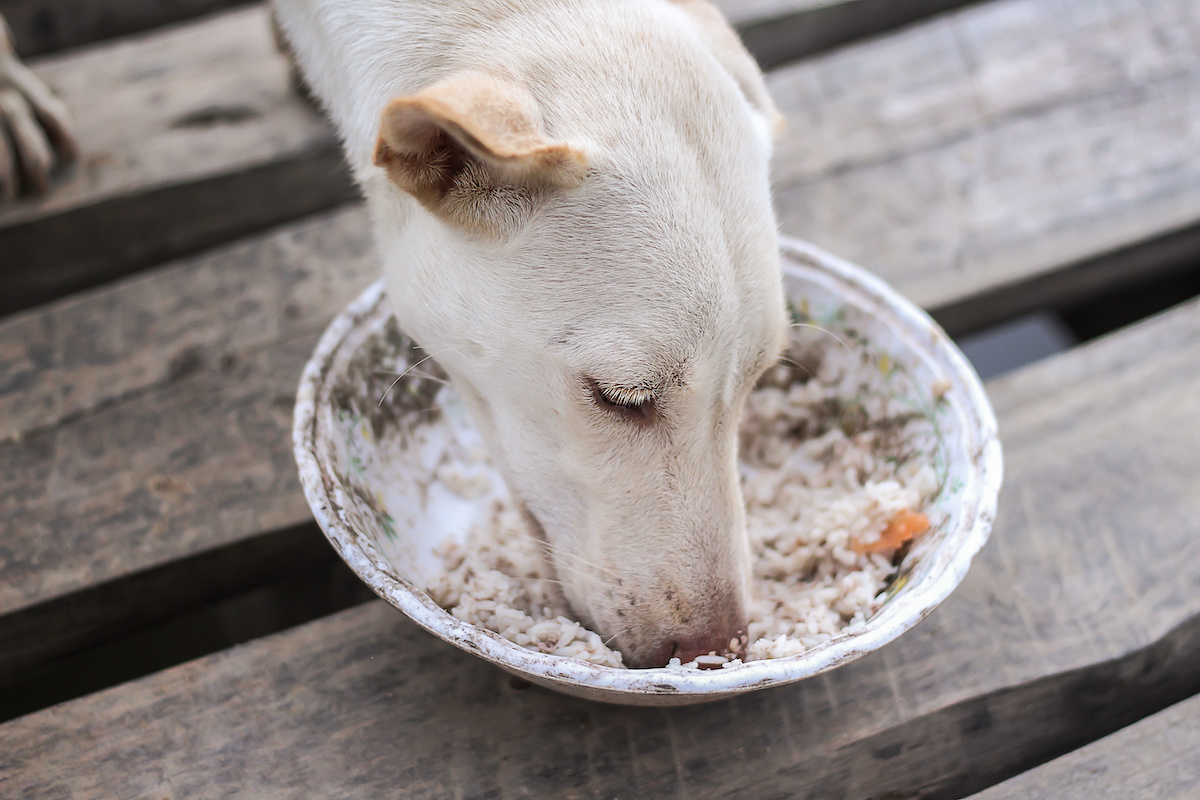 Weißer Hund frisst Reis aus einer Schüssel