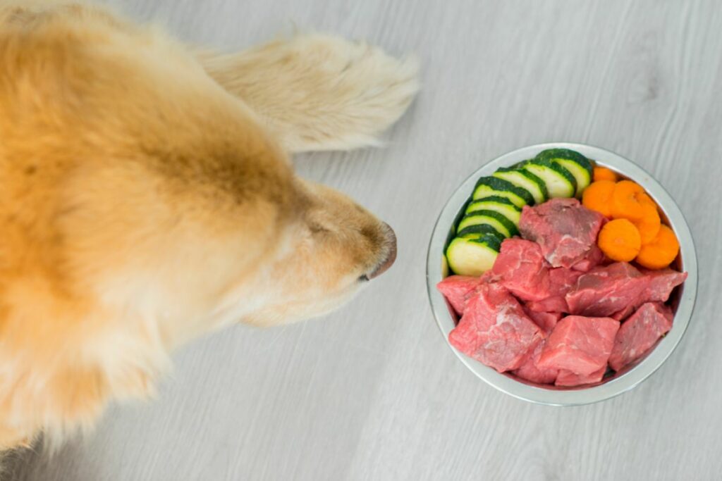 Dürfen Hunde Zucchini essen?