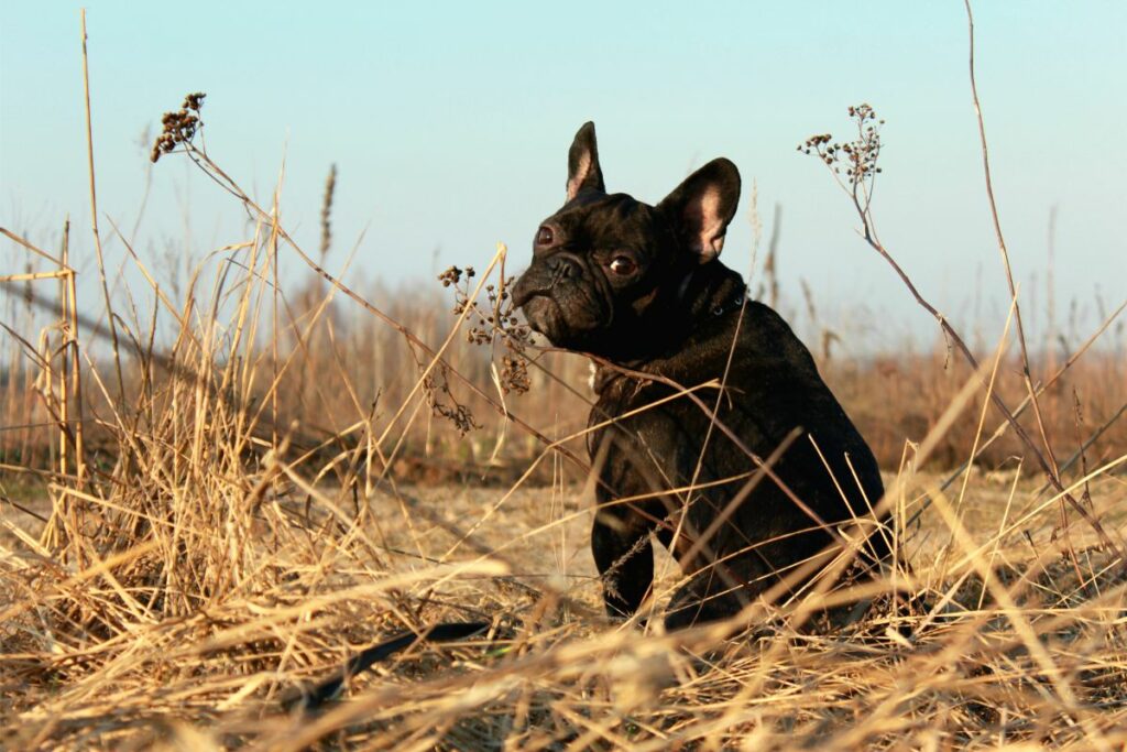 Eine französische Bulldogge sitzt auf einem Feld.