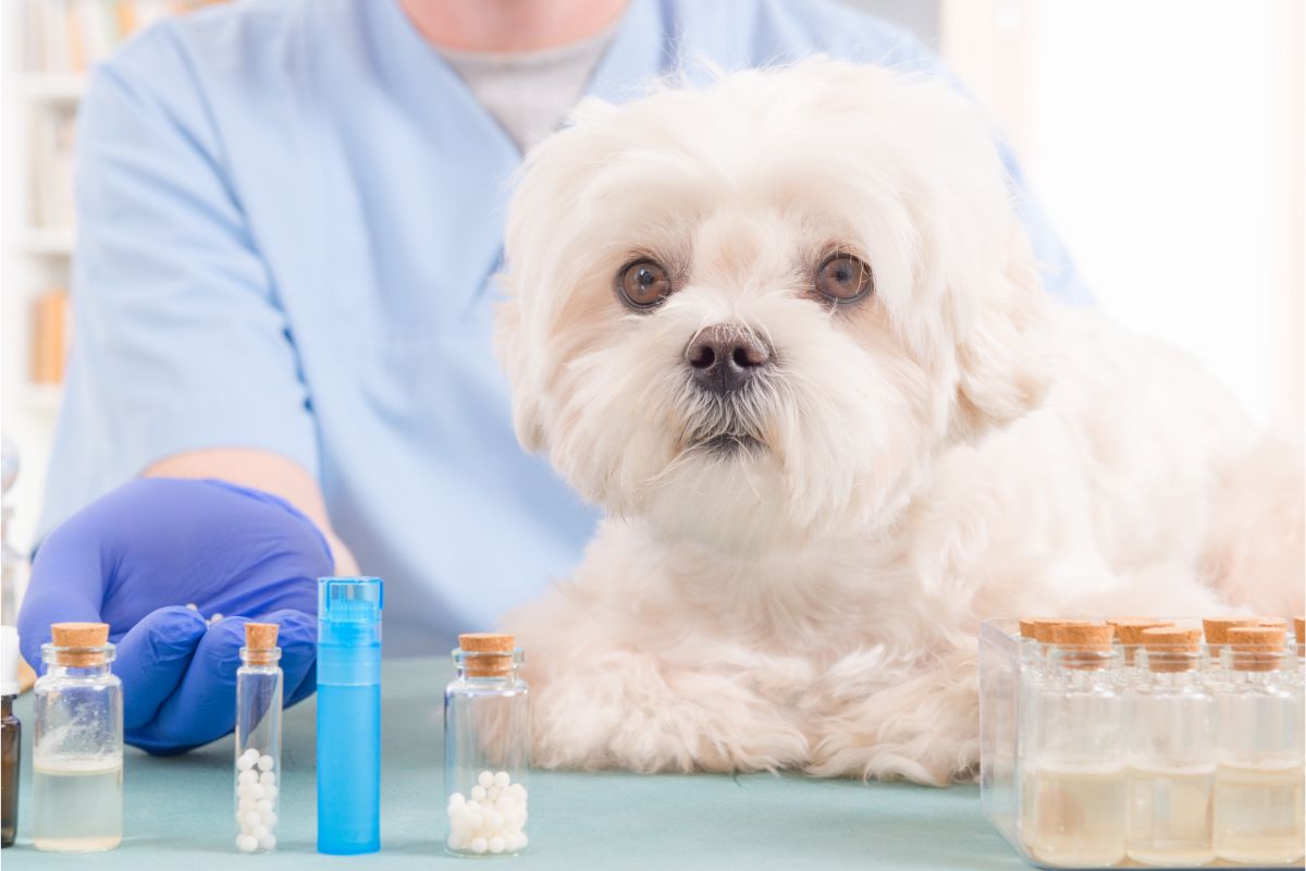 Ein kleiner weißer Hund liegt auf dem Behandlungstisch beim Tierarzt. Vor ihm stehen einige Fläschen mit Globuli und Flüssigkeiten.