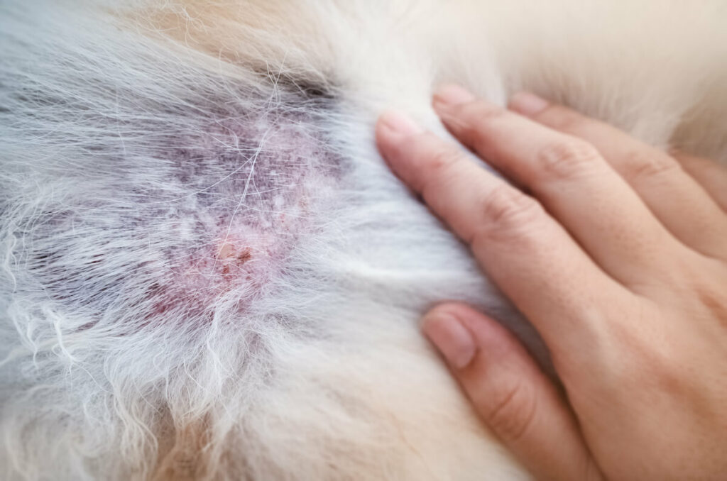 Eine Kruste bildet sich bei einer Hautkrankheit des Hundes.