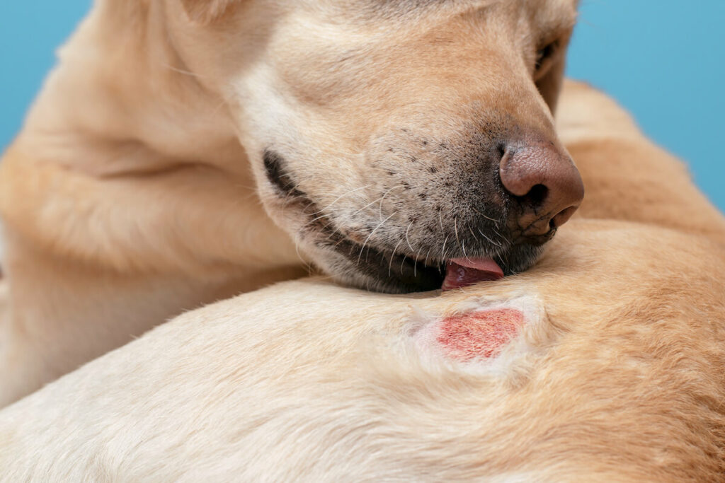 Ein Hund möchte an seiner Hautkrankheit lecken. An seiner Hüfte ist eine Wunde an der sich eine Kruste bildet.