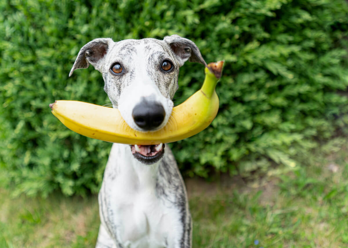 Ein Hund hat eine Banane im Maul und guckt in die Kamera.