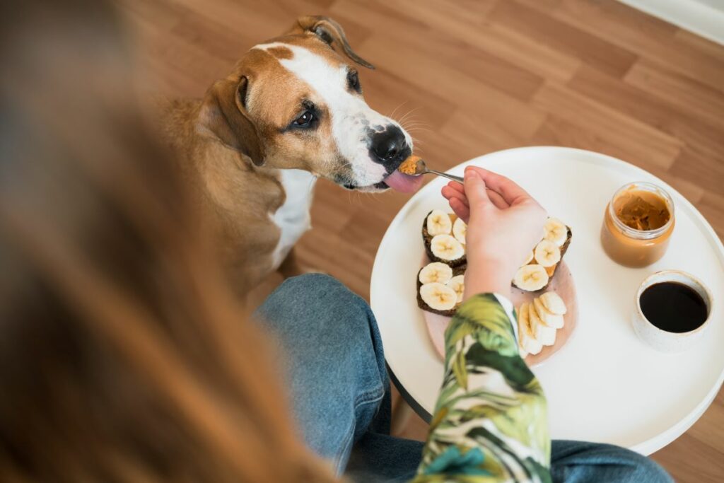 Dürfen Hunde Erdnussbutter essen?