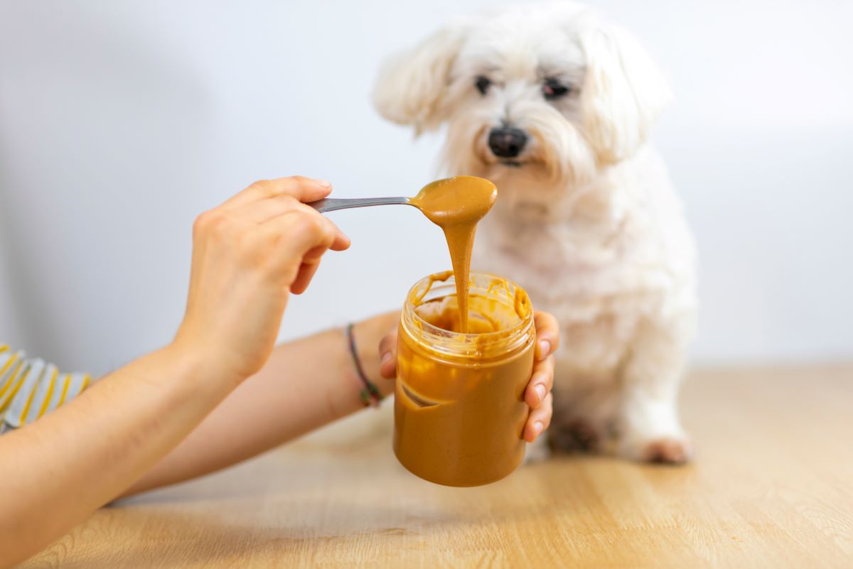 Dürfen Hunde Erdnussbutter essen