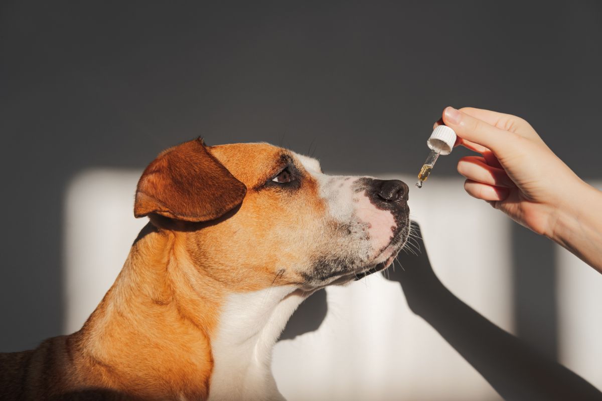 Ein Hund nimmt von der Seite durch eine Pipette Medizin.