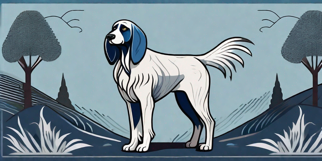 A griffon bleu de gascogne dog showcasing its unique features such as its blue-grey coat